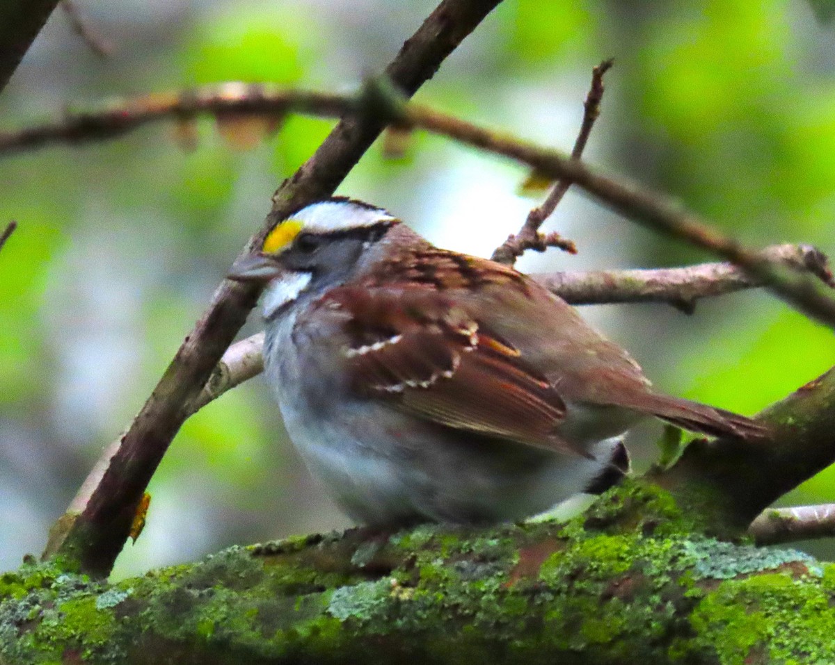 White-throated Sparrow - ML618098494