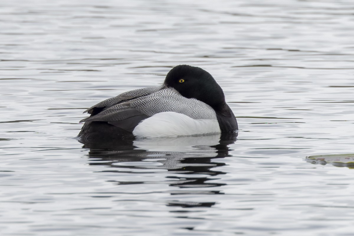 Greater Scaup - ML618098518