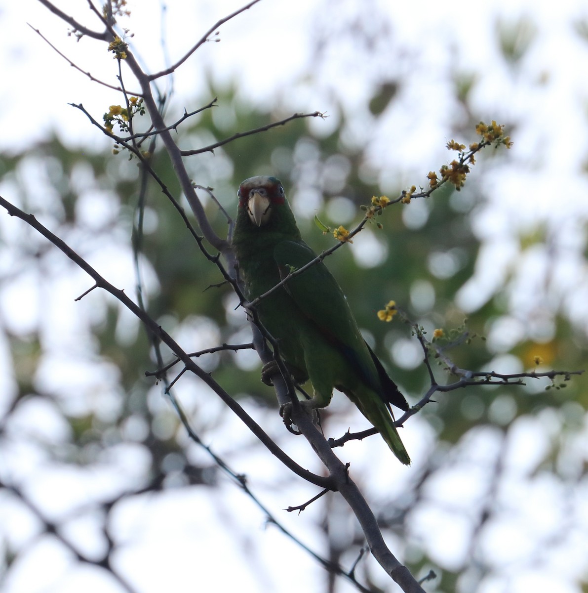 White-fronted Parrot - ML618098526