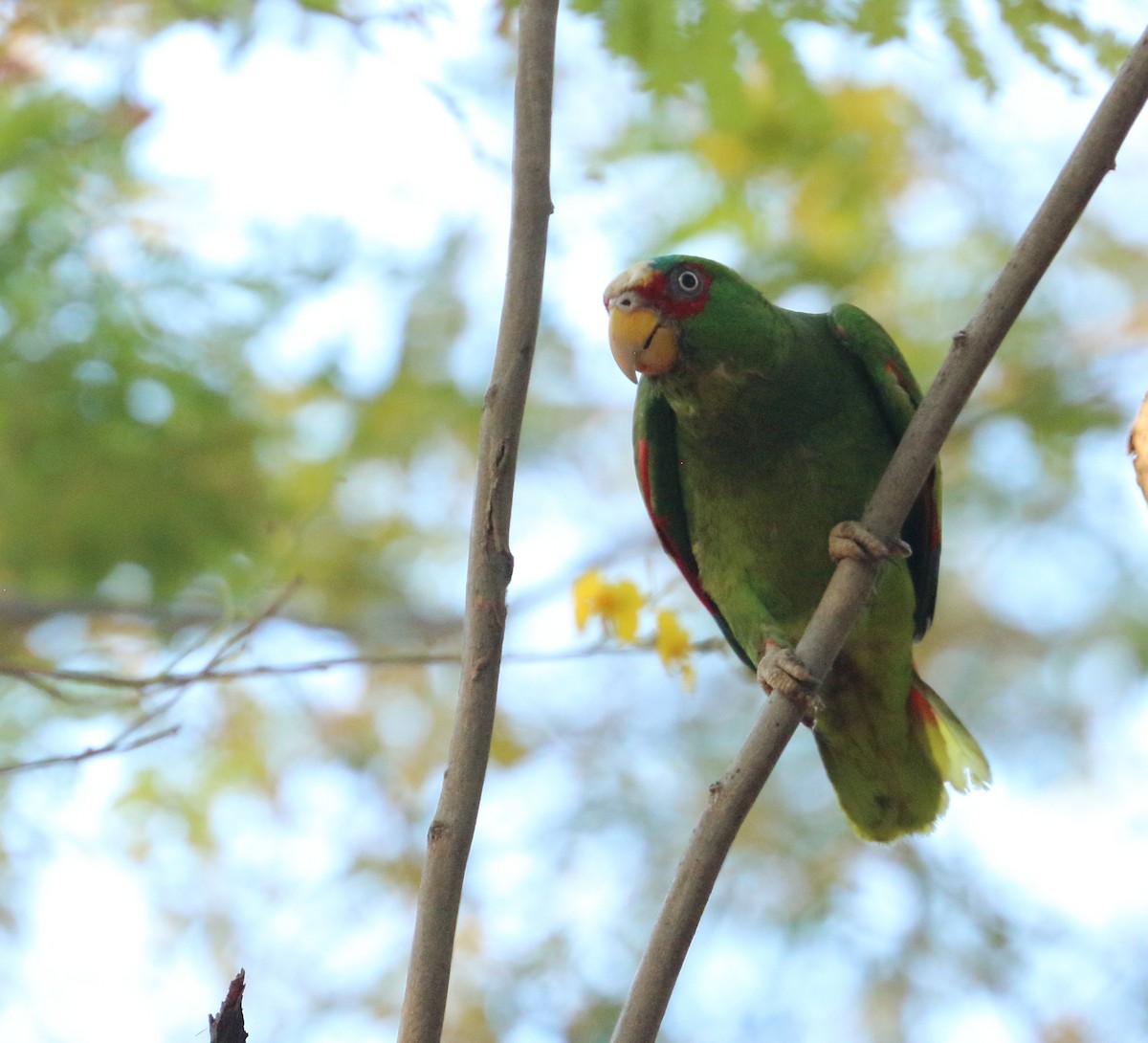 White-fronted Parrot - ML618098527