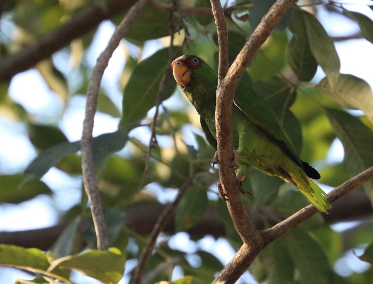 White-fronted Parrot - ML618098529