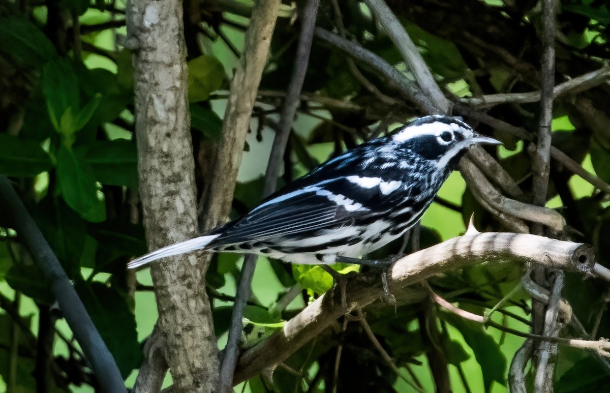 Black-and-white Warbler - ML618098549