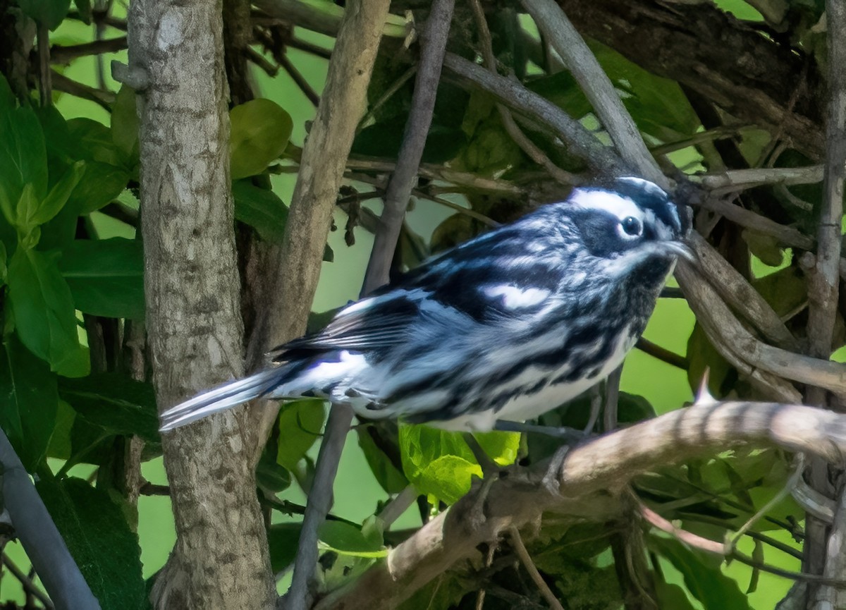 Black-and-white Warbler - ML618098550