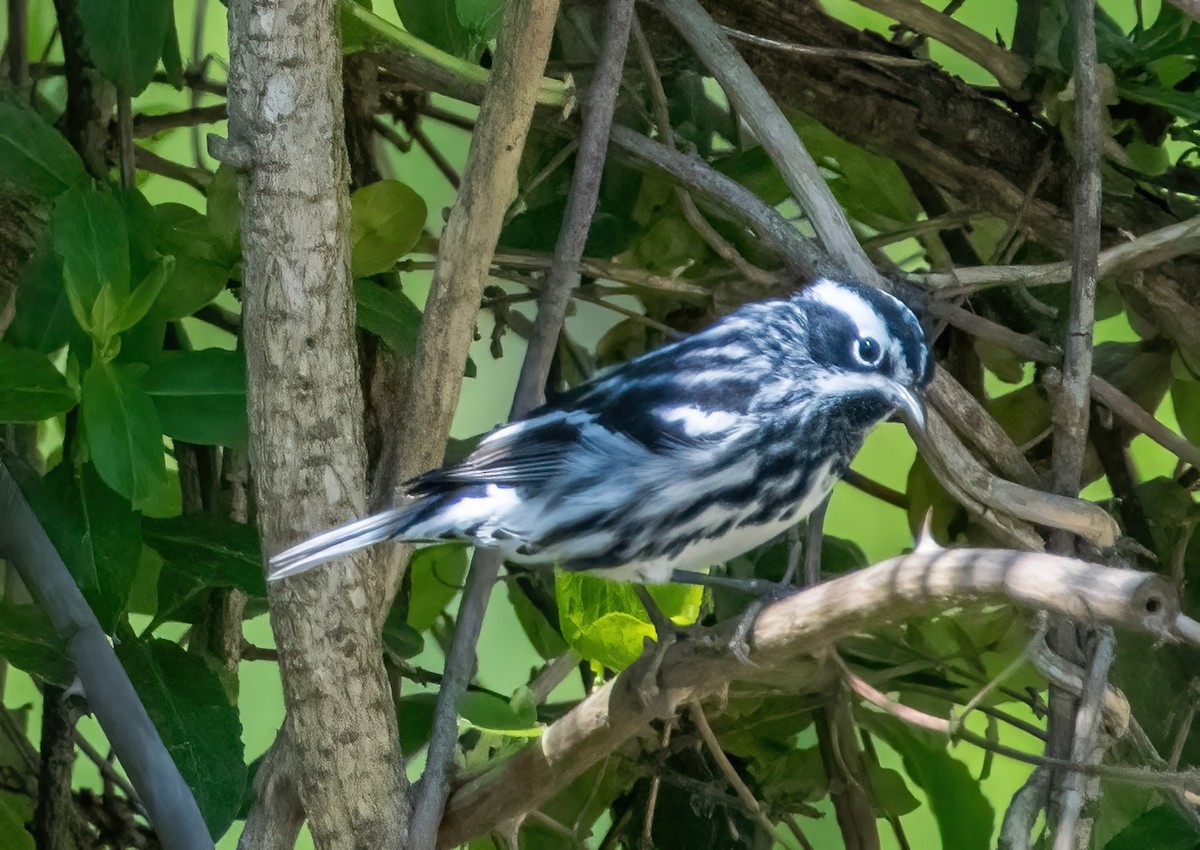 Black-and-white Warbler - ML618098551