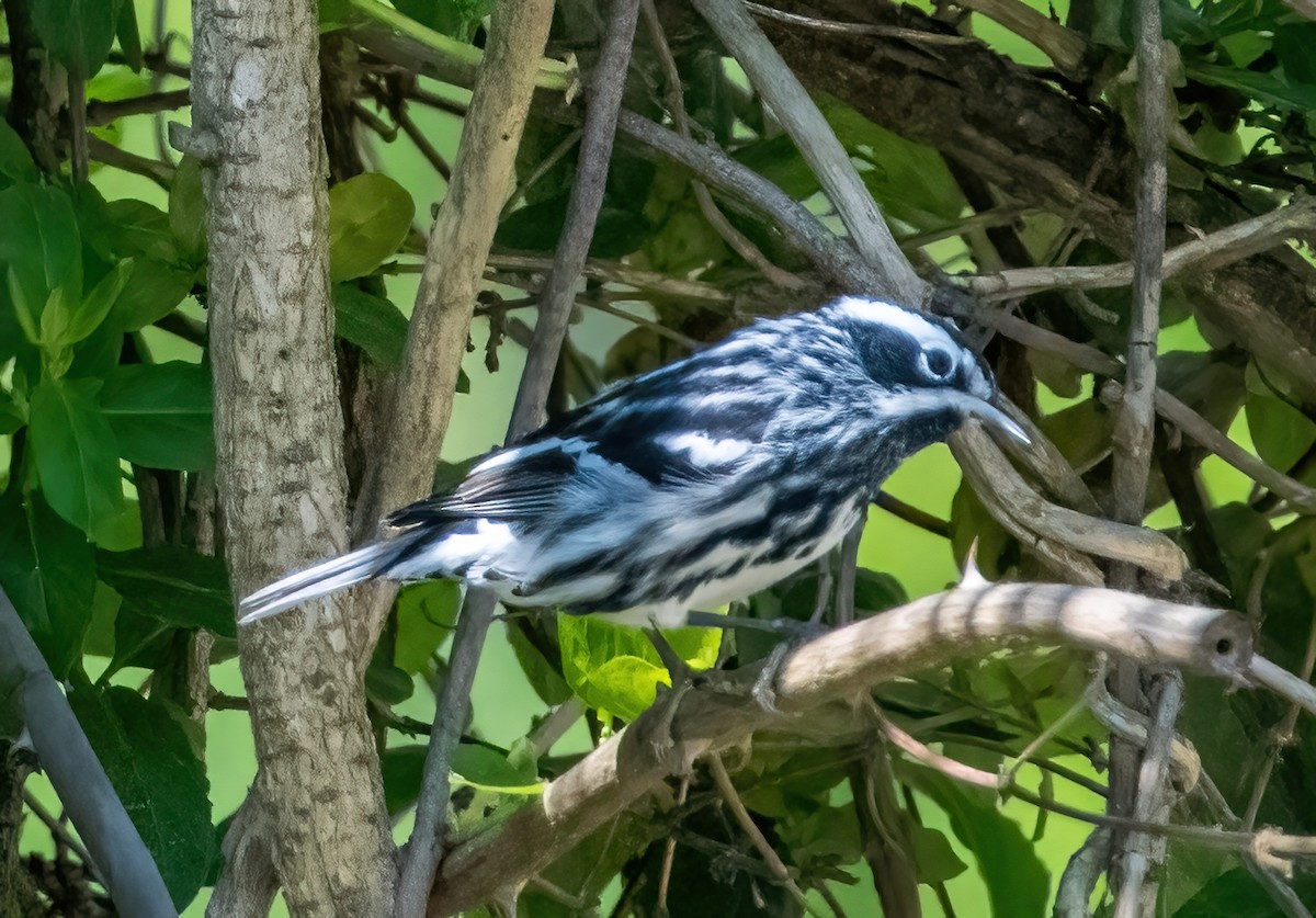Black-and-white Warbler - ML618098552