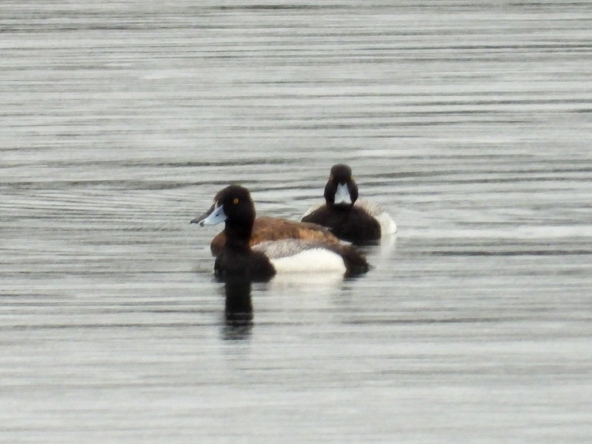 Greater/Lesser Scaup - ML618098559