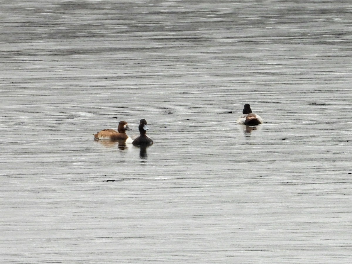Greater/Lesser Scaup - ML618098560