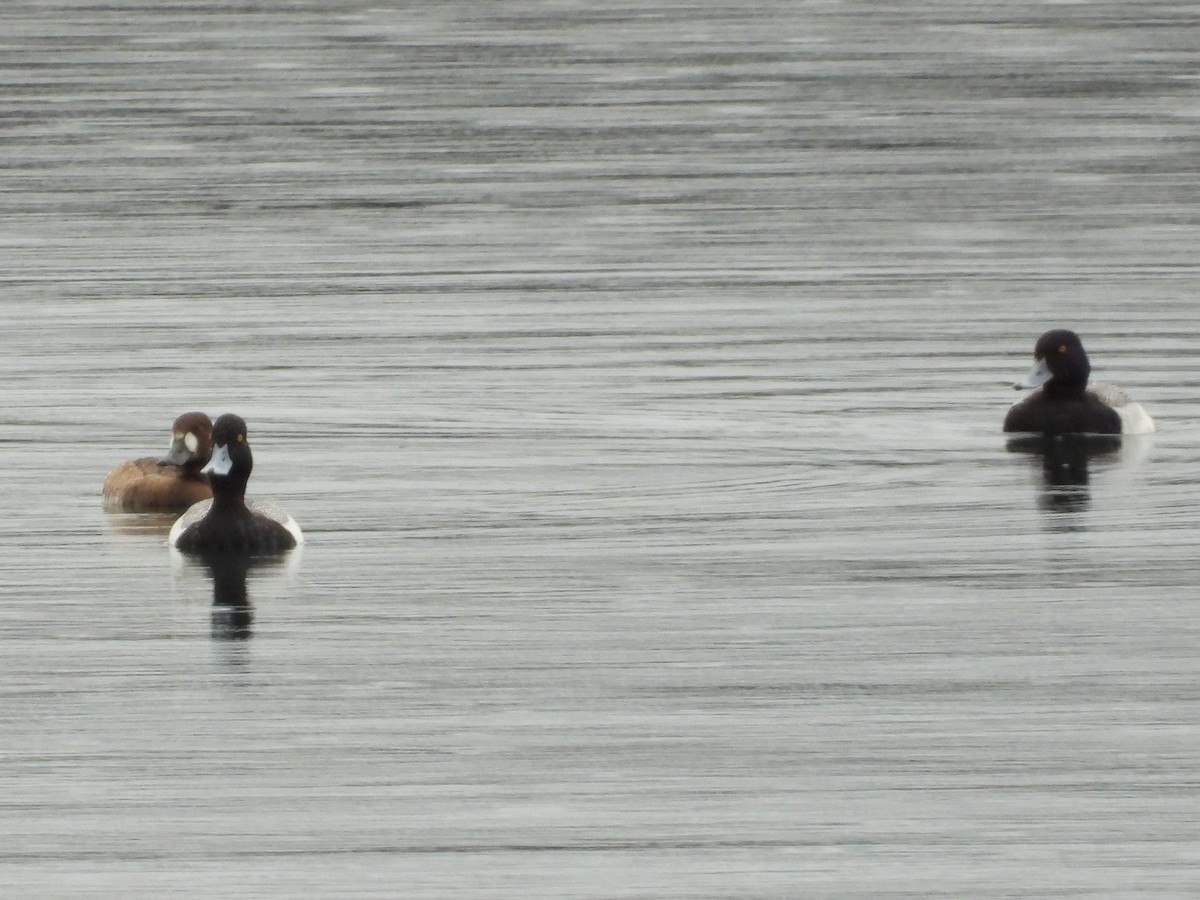 Greater/Lesser Scaup - ML618098561
