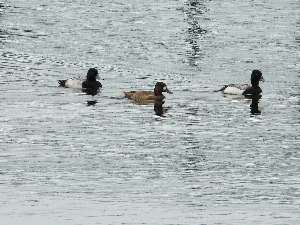 Greater/Lesser Scaup - ML618098562