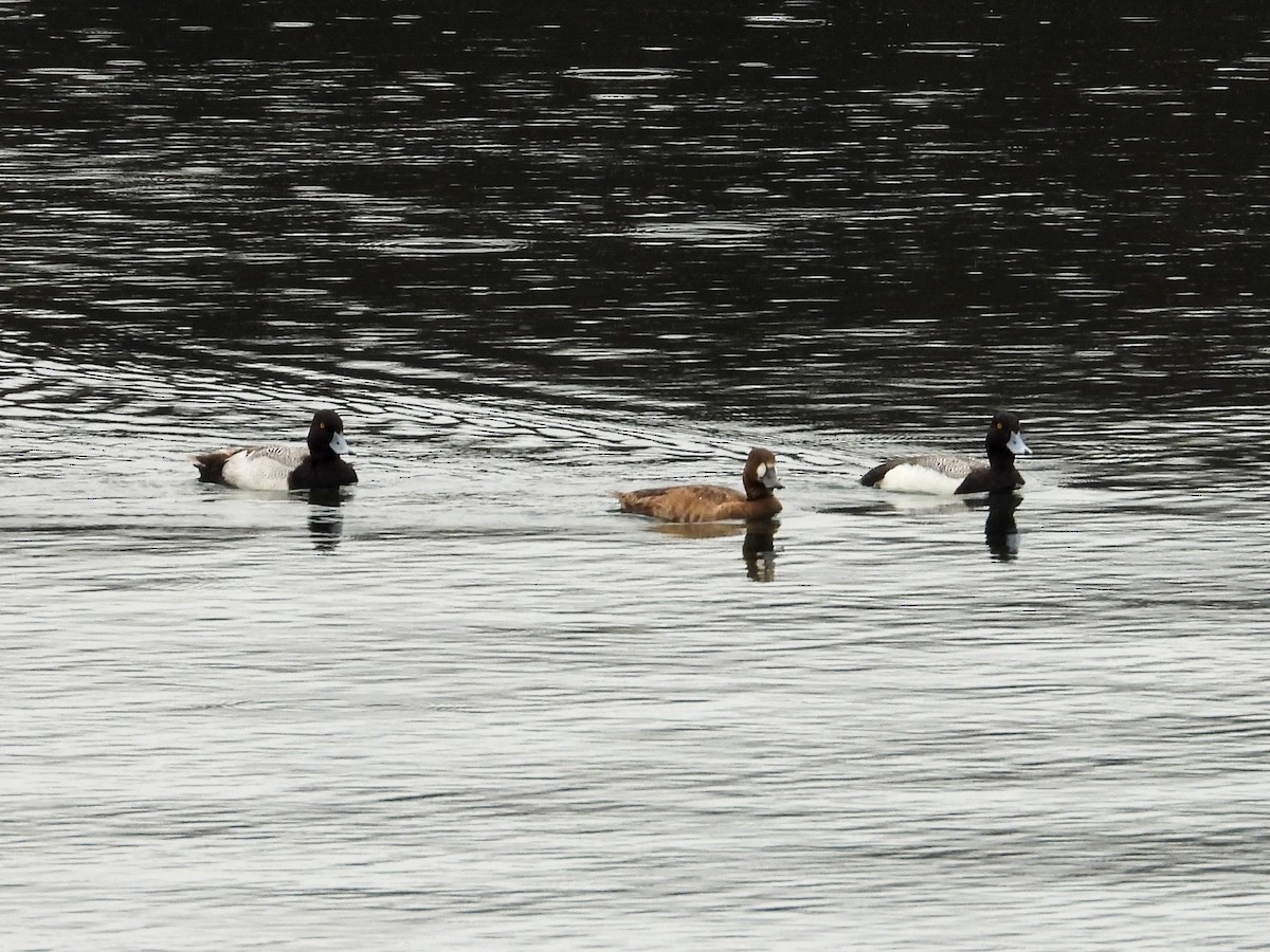 Greater/Lesser Scaup - ML618098563