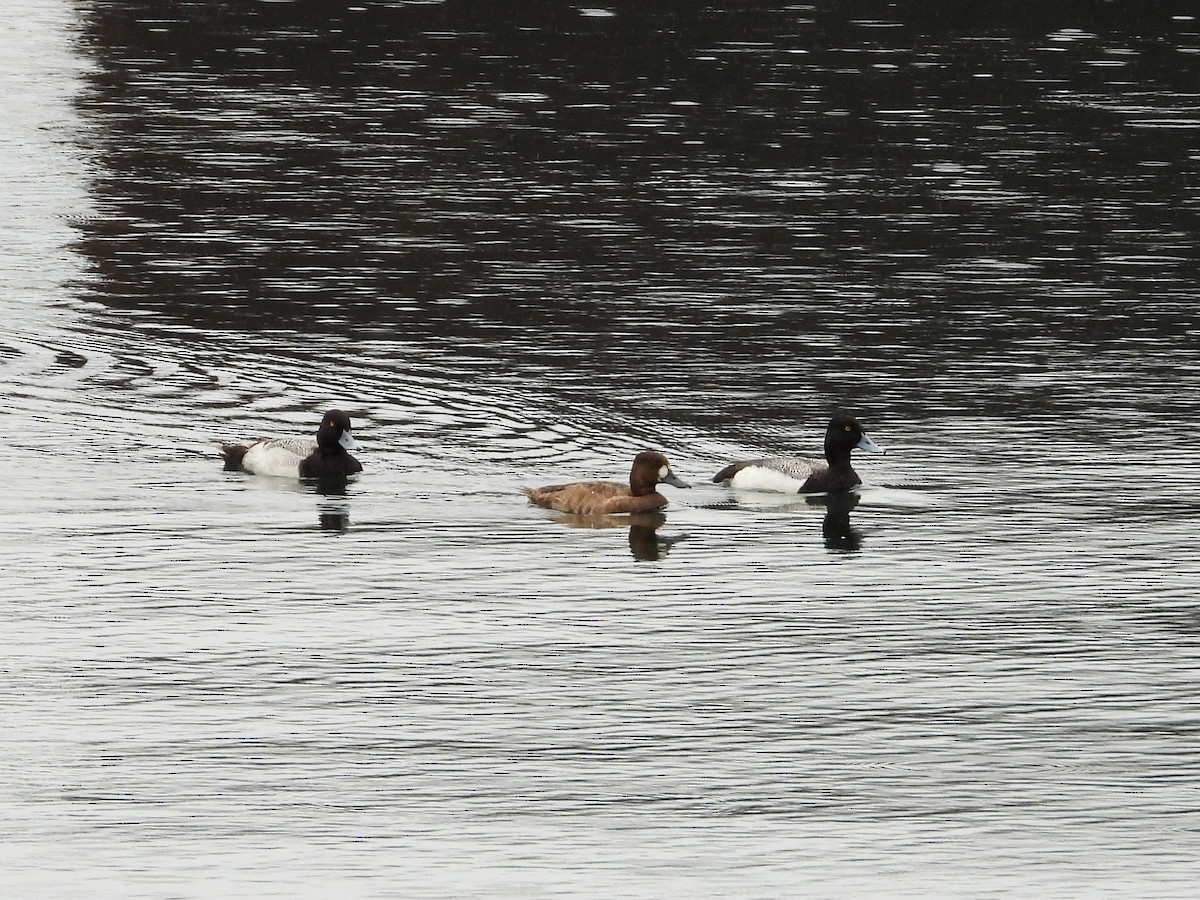 Greater/Lesser Scaup - ML618098564