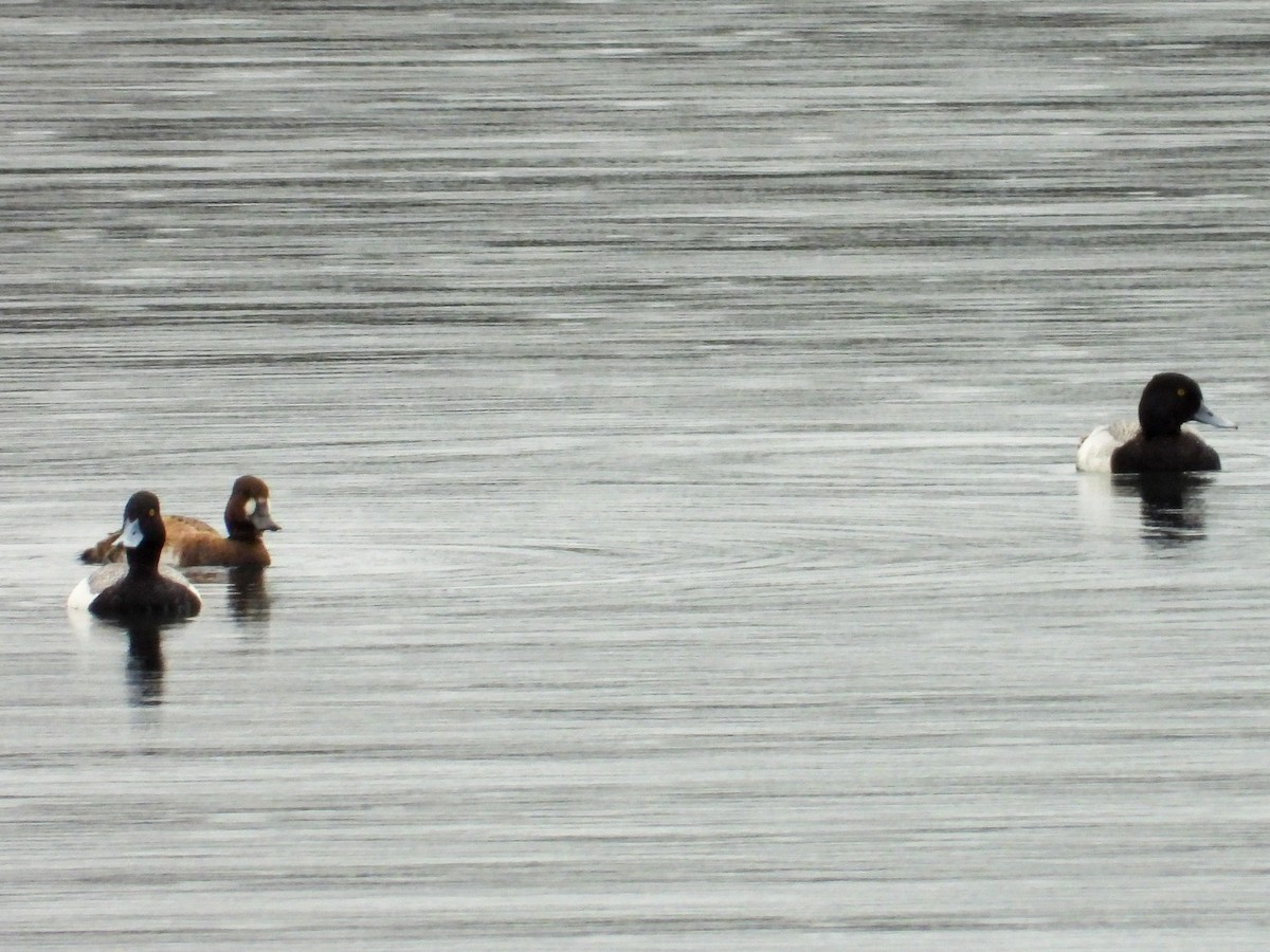 Greater/Lesser Scaup - ML618098565