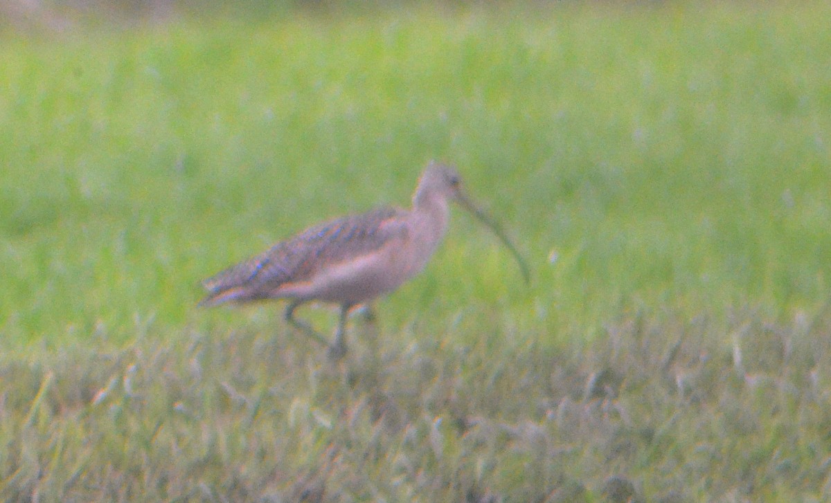 Long-billed Curlew - ML618098666