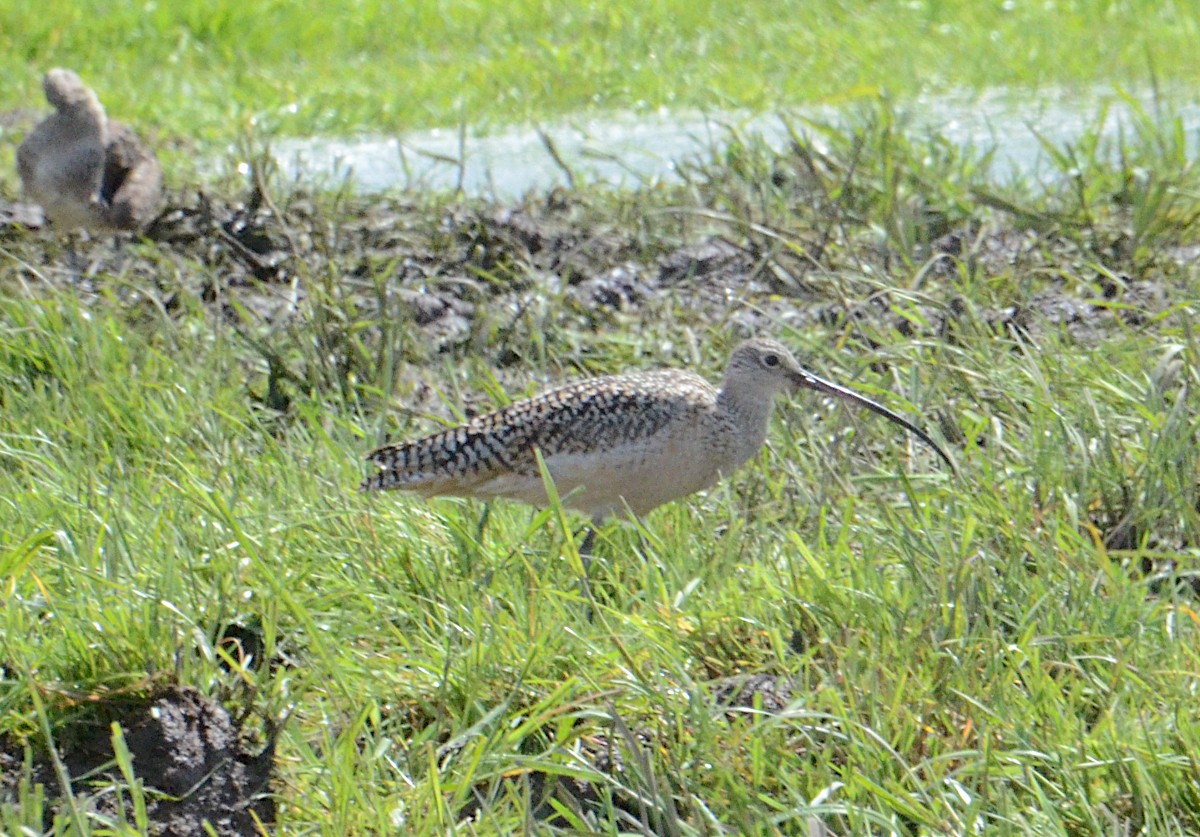 Long-billed Curlew - ML618098667