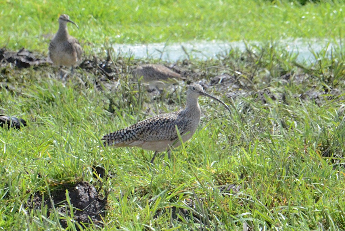 Long-billed Curlew - ML618098668