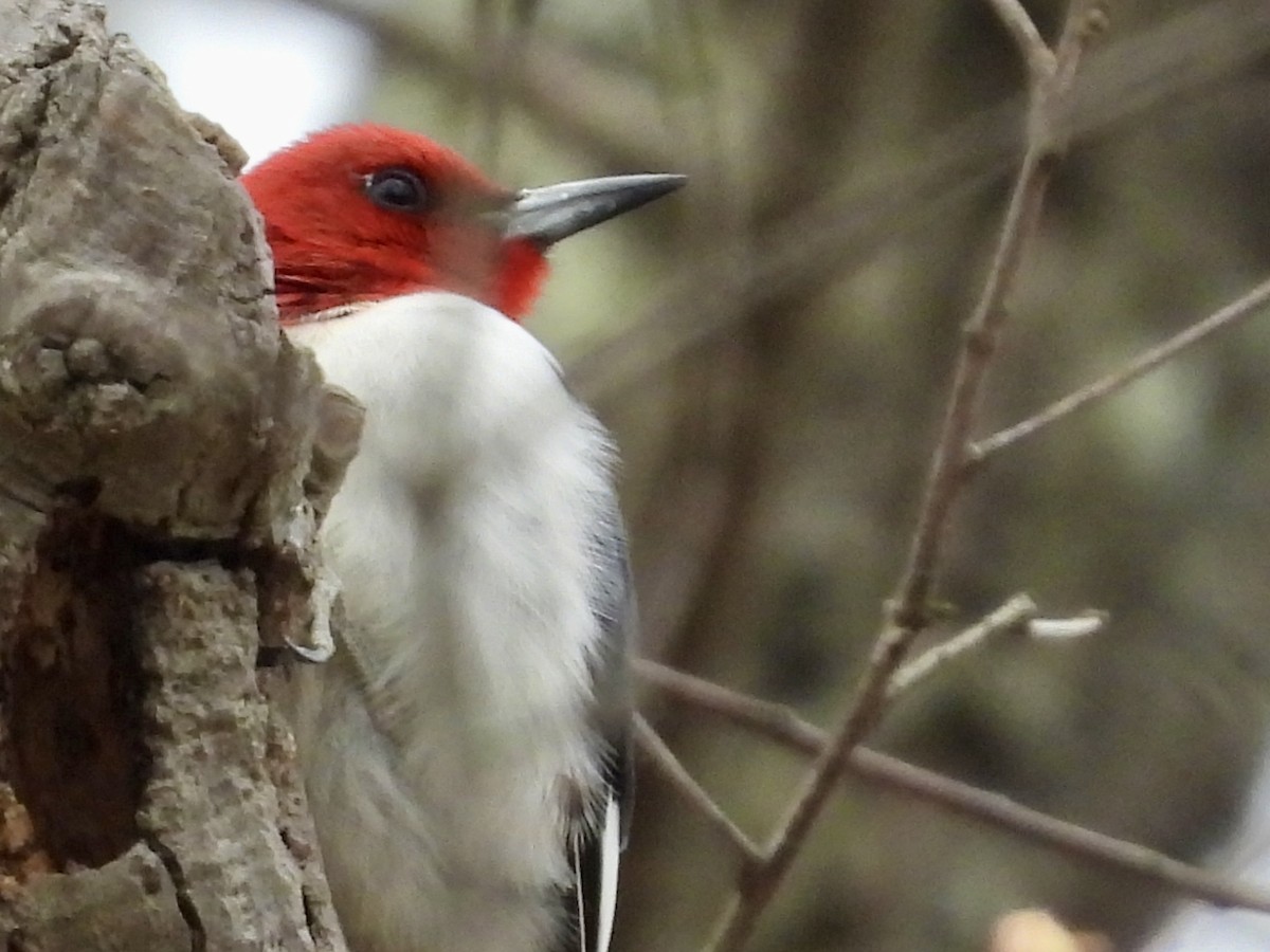 Red-headed Woodpecker - ML618098681
