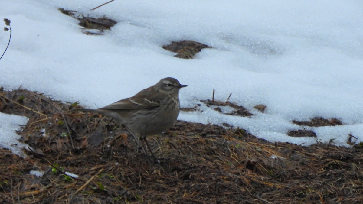 Water Pipit - ML618098725