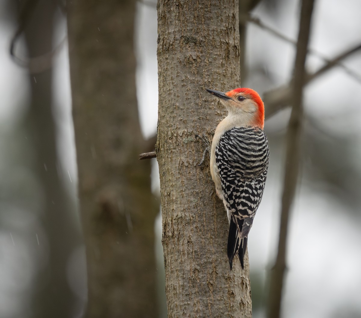 Red-bellied Woodpecker - Rob Mikulec