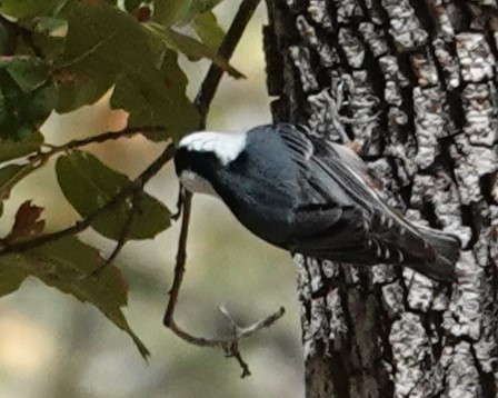 White-breasted Nuthatch - Lillian Reis