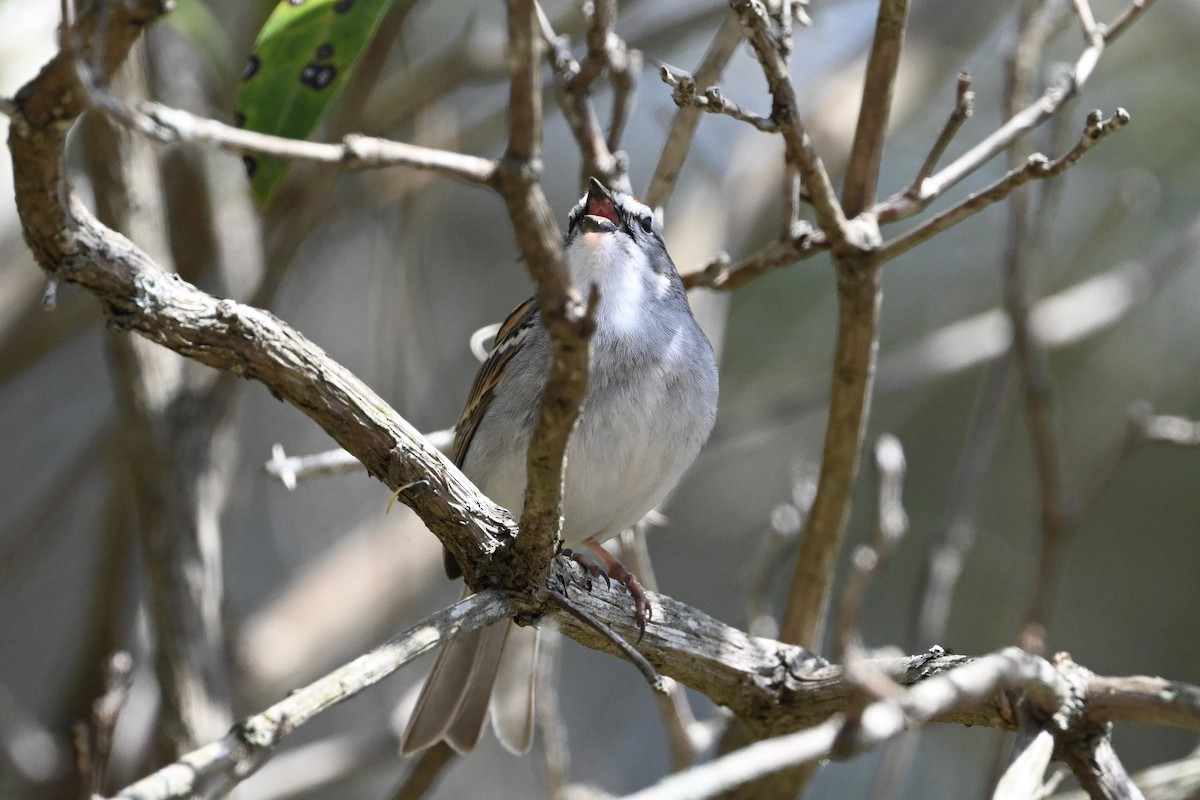 Chipping Sparrow - ML618098781