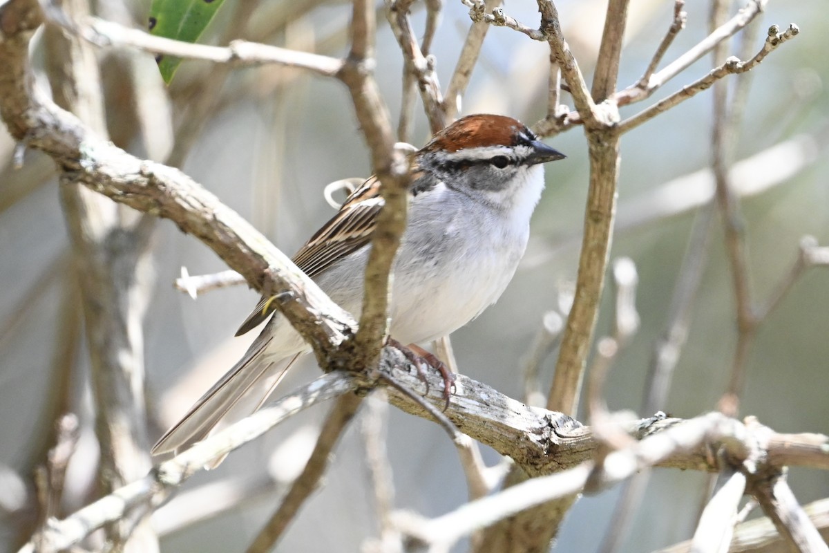 Chipping Sparrow - ML618098789