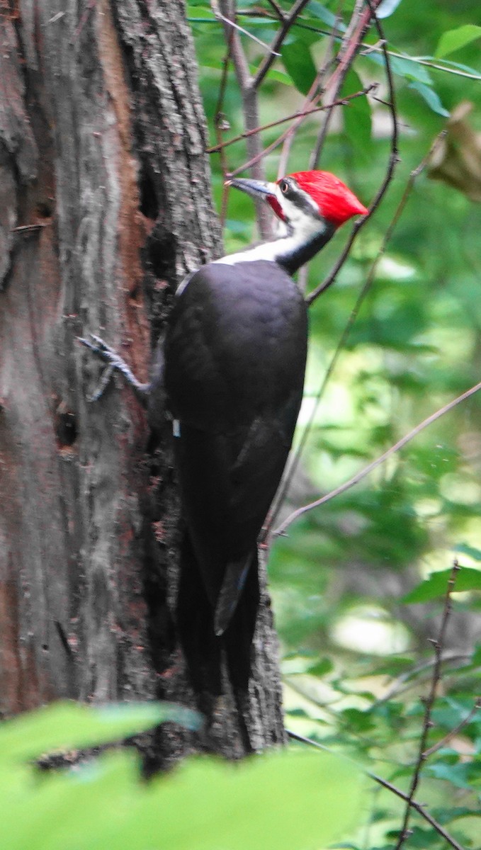 Pileated Woodpecker - ML618098797