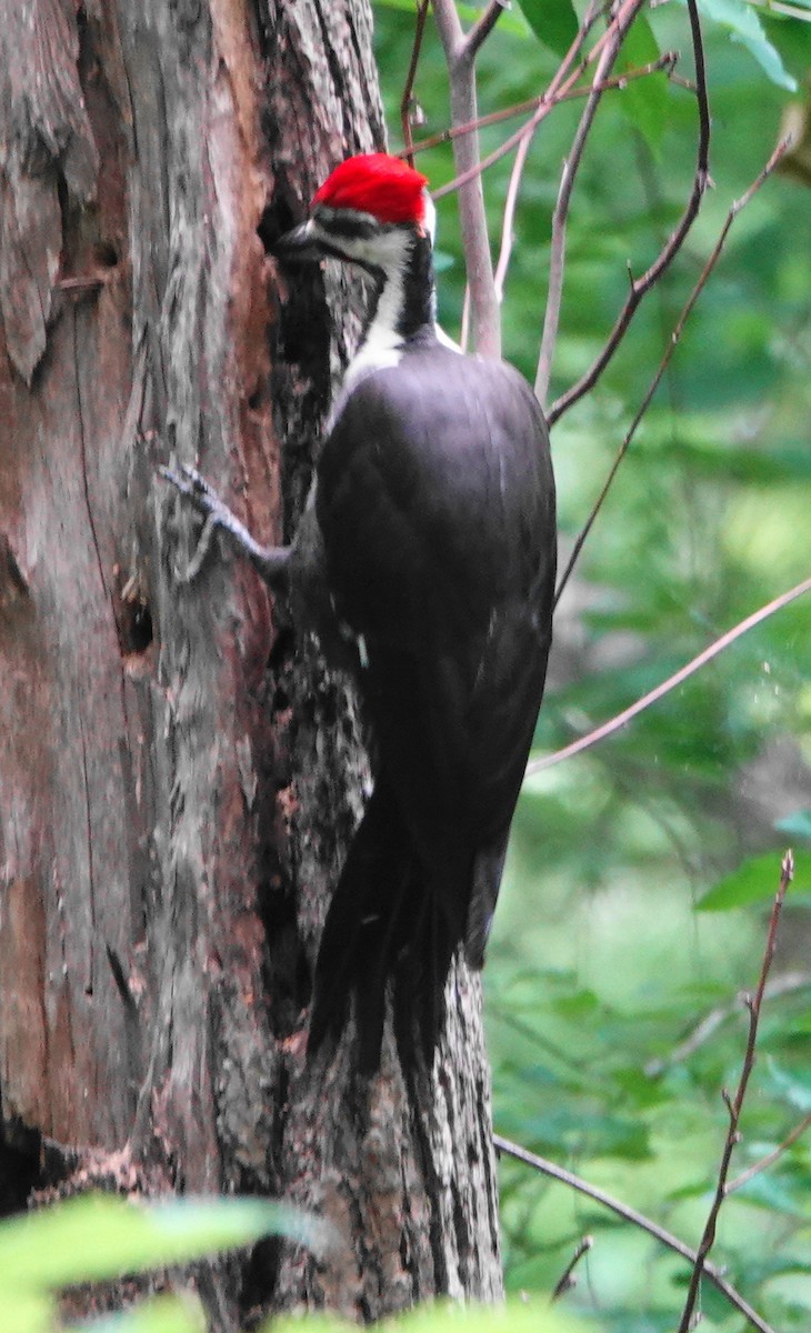 Pileated Woodpecker - ML618098820