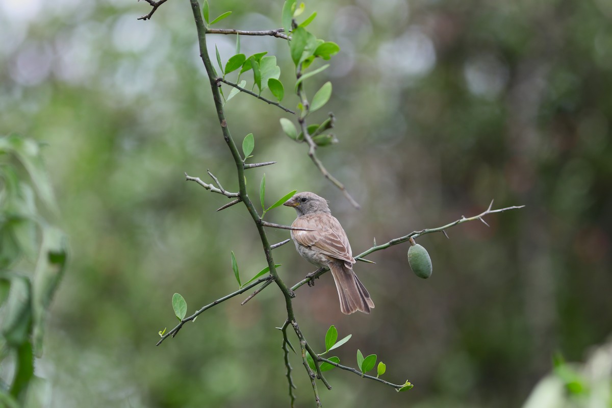 Swahili Sparrow - ML618098863