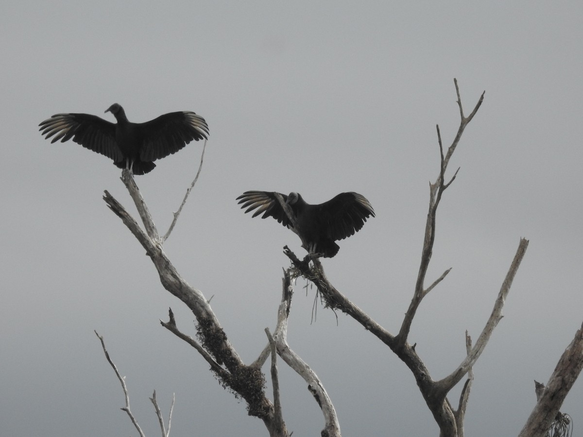 Black Vulture - Ivanna Schlender