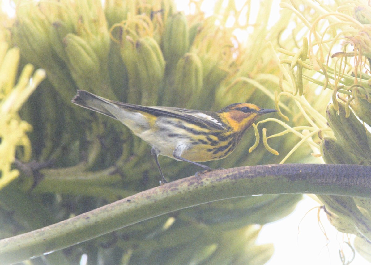 Cape May Warbler - kevin cochran