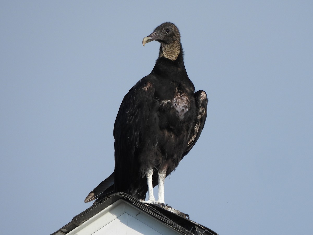 Black Vulture - Tracee Fugate