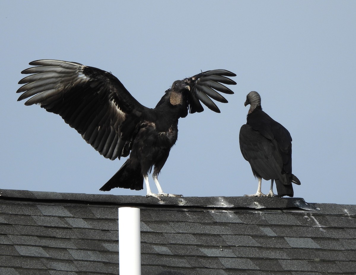 Black Vulture - Tracee Fugate
