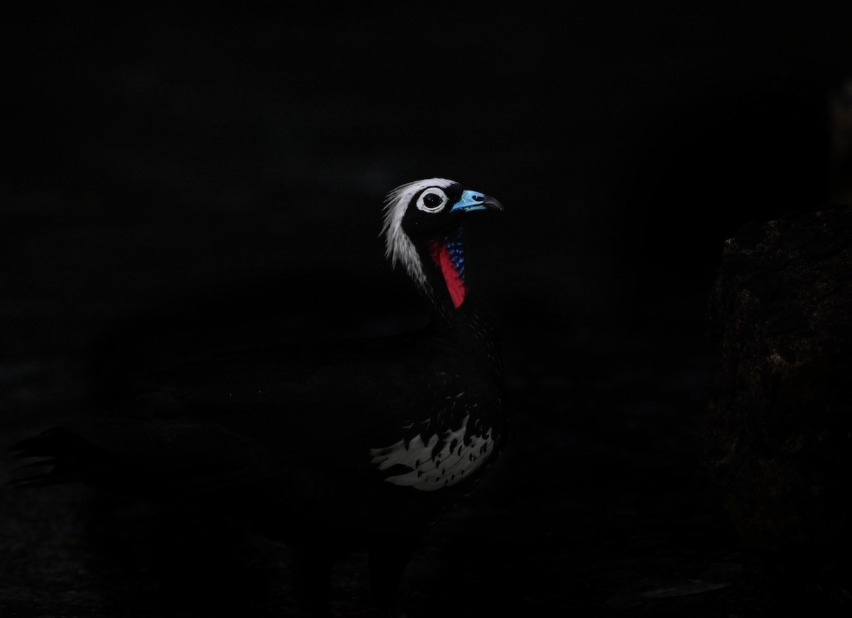 Black-fronted Piping-Guan - ML618098935