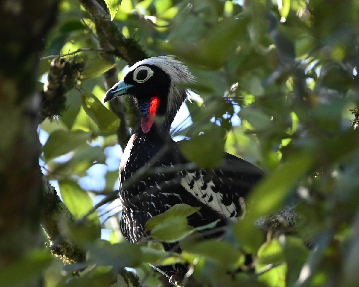 Black-fronted Piping-Guan - ML618098936