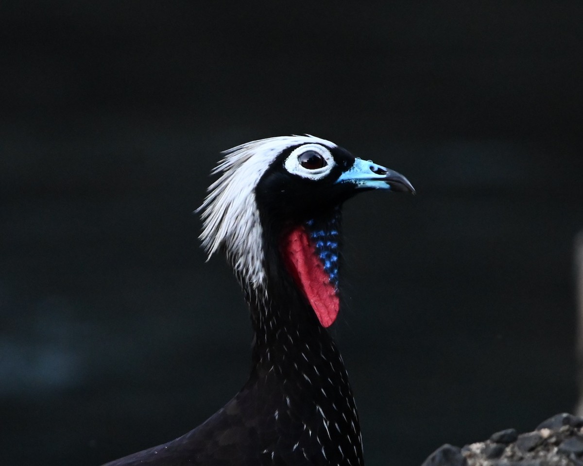 Black-fronted Piping-Guan - ML618098937