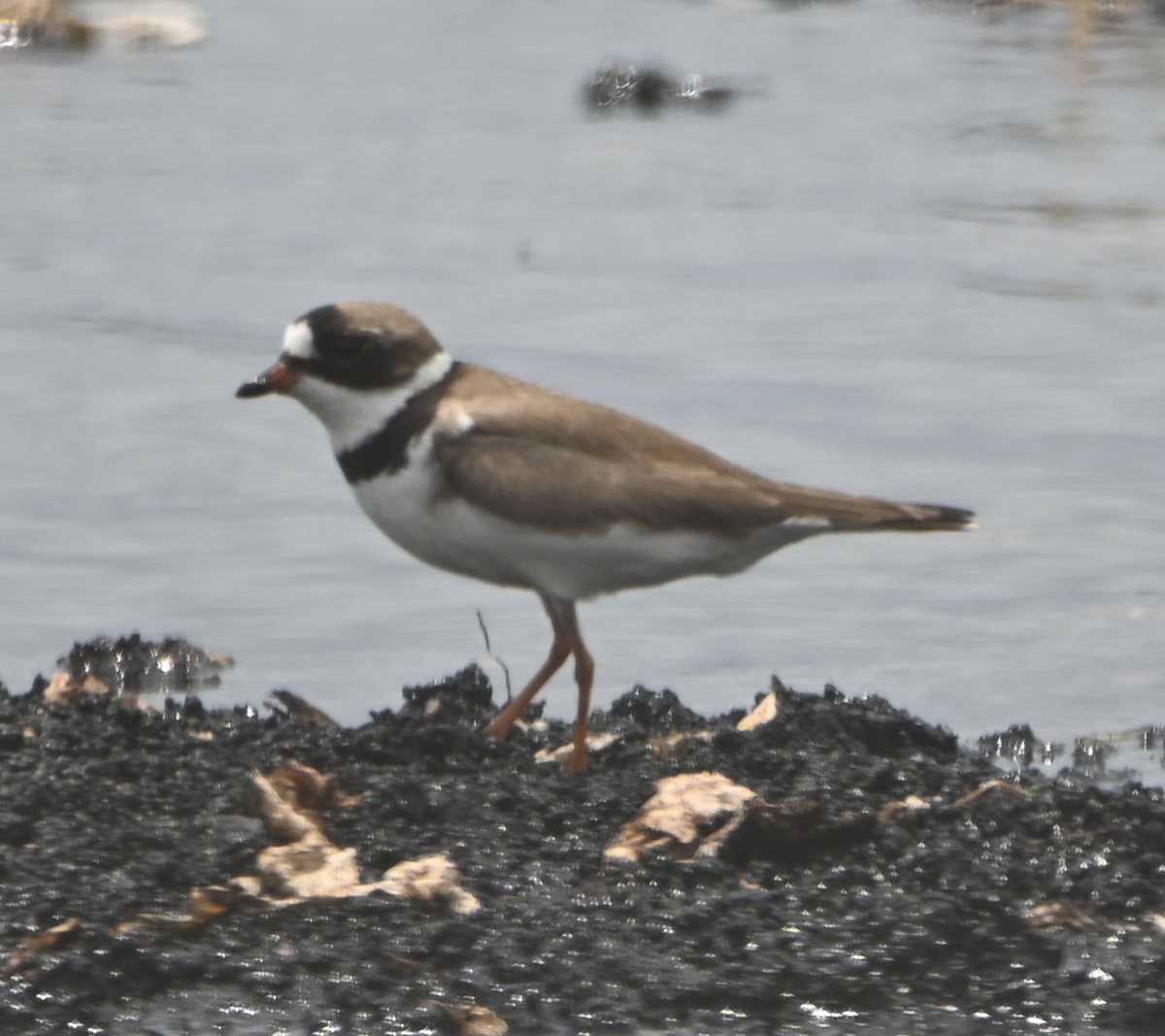 Semipalmated Plover - ML618099021