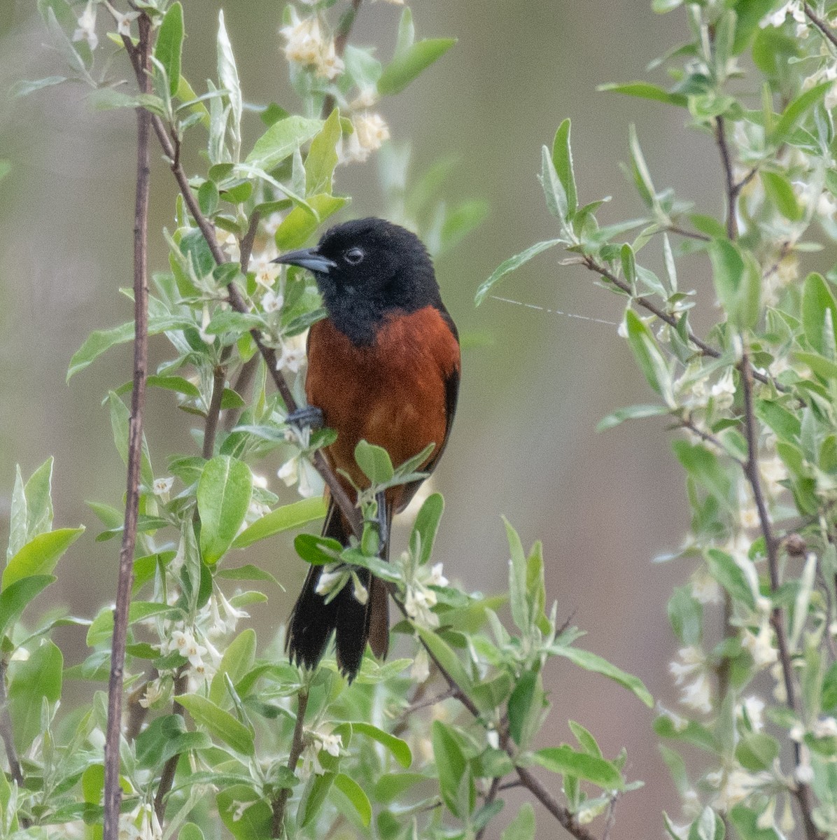 Orchard Oriole - ML618099038