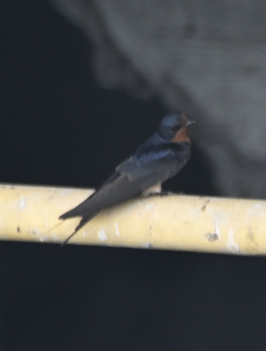 Barn Swallow - ML618099114
