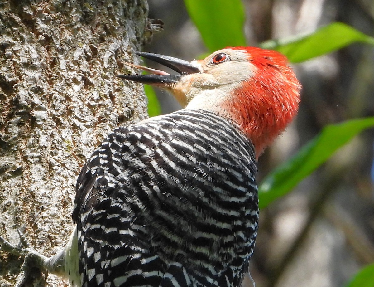 Red-bellied Woodpecker - ML618099136