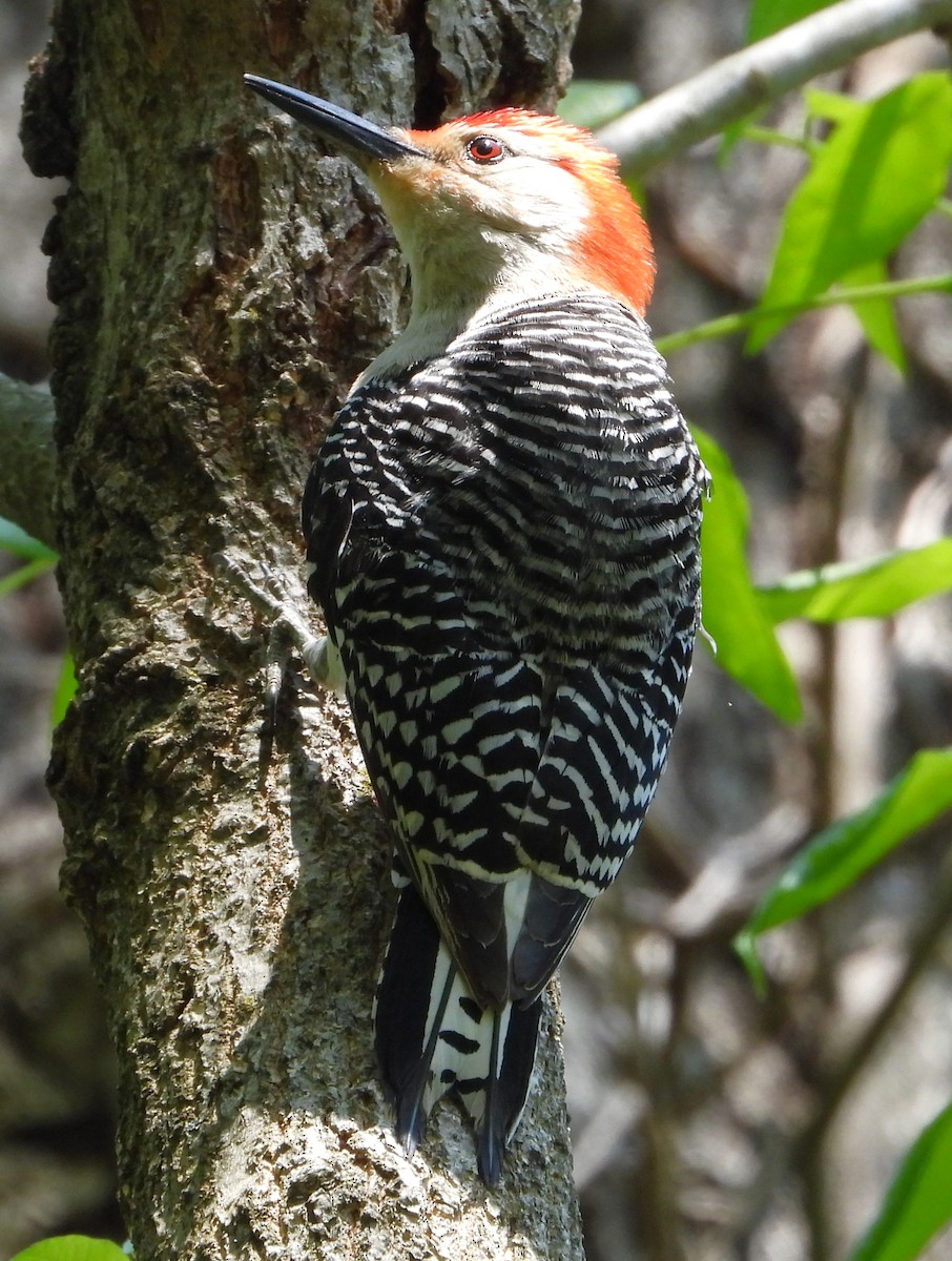 Red-bellied Woodpecker - Mike Cianciosi