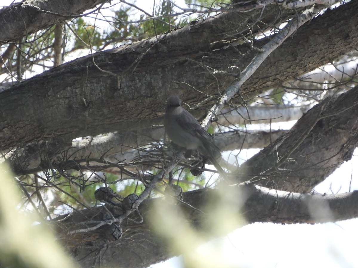 Townsend's Solitaire - ML618099141