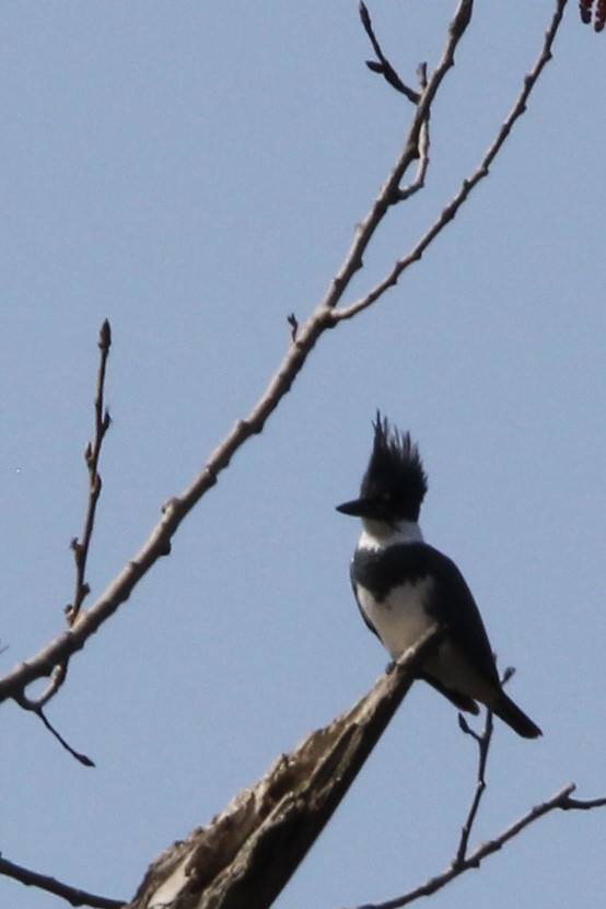 Belted Kingfisher - ML618099161