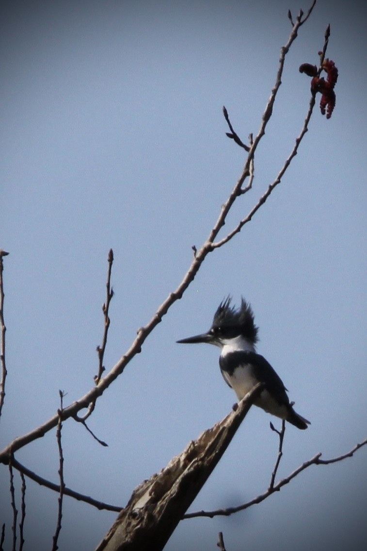 Belted Kingfisher - ML618099162