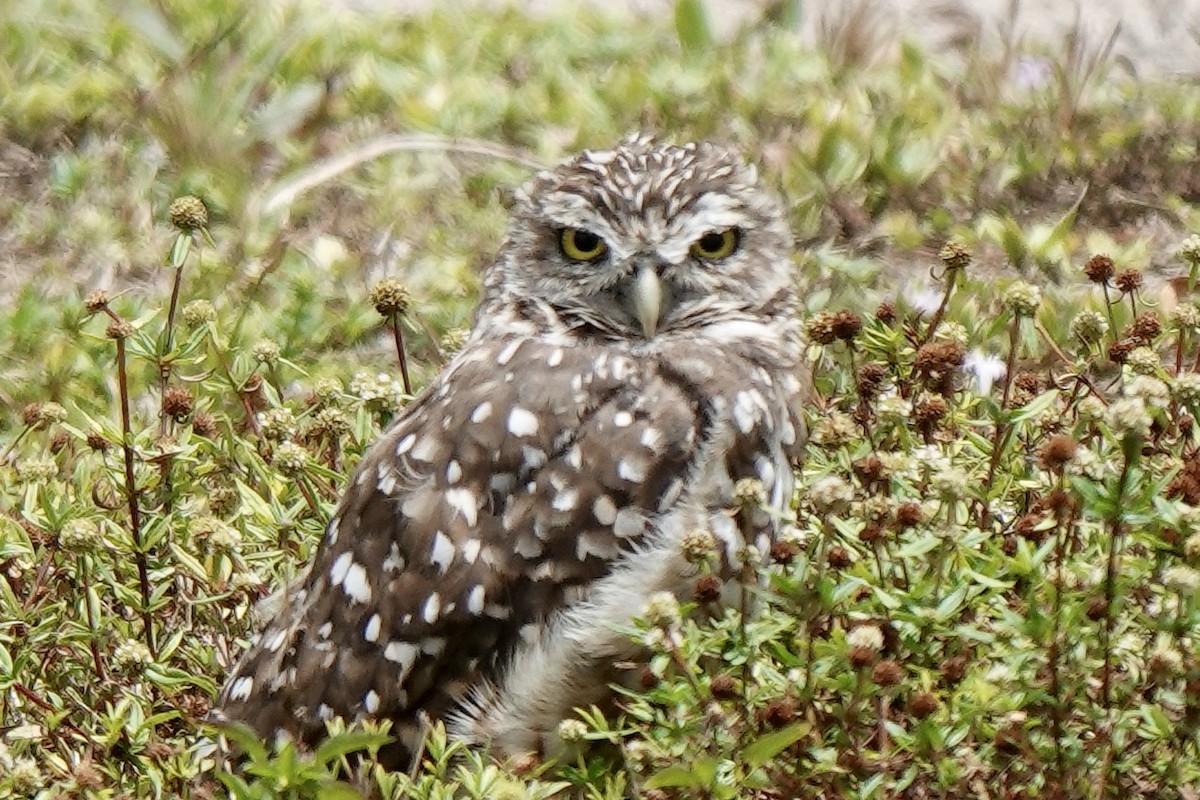 Burrowing Owl (Florida) - Tom McElfresh