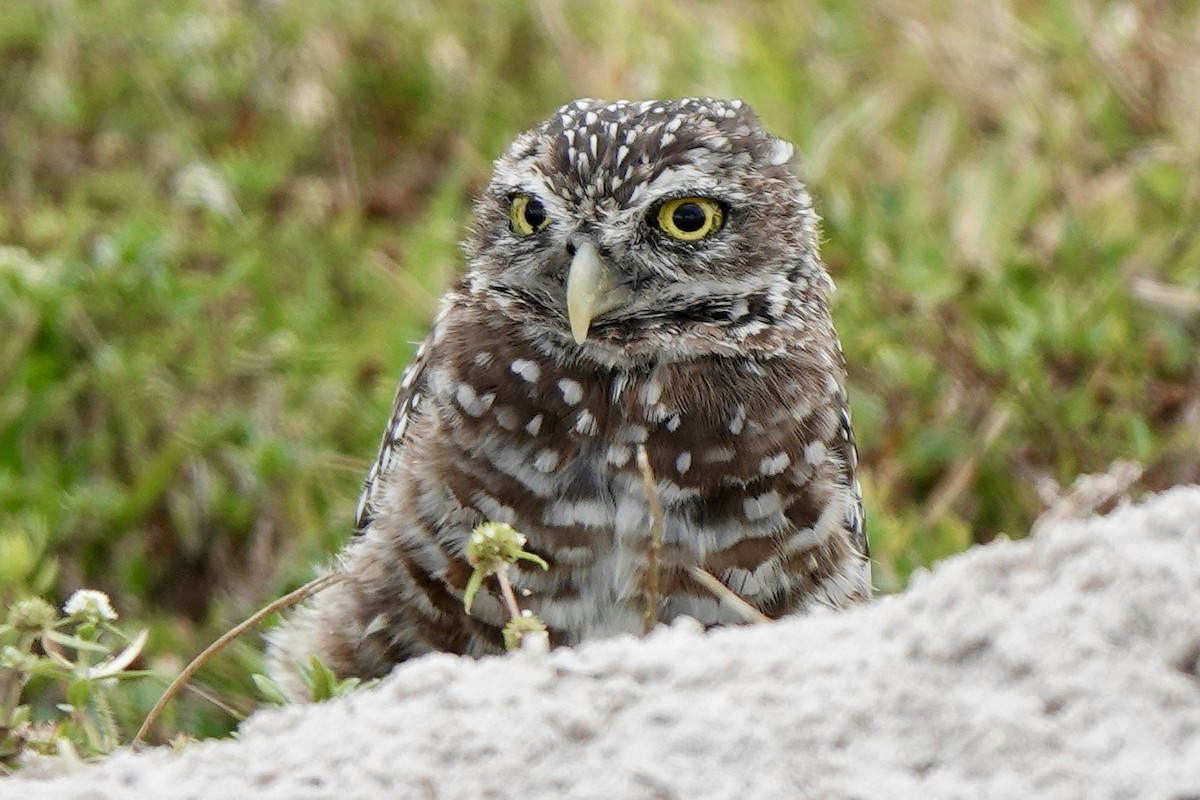 Burrowing Owl (Florida) - ML618099169