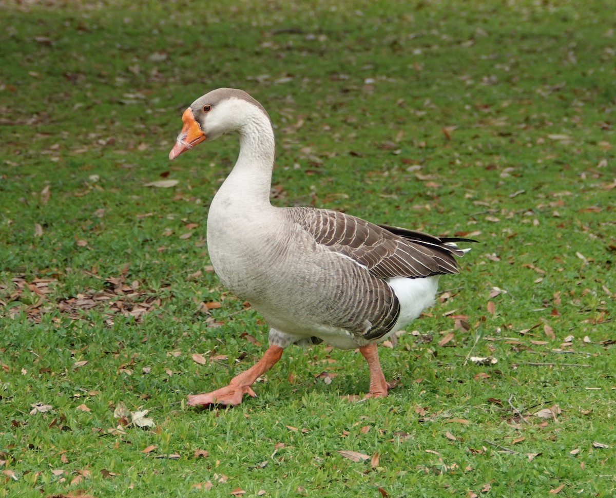Domestic goose sp. (Domestic type) - Sylvia Afable