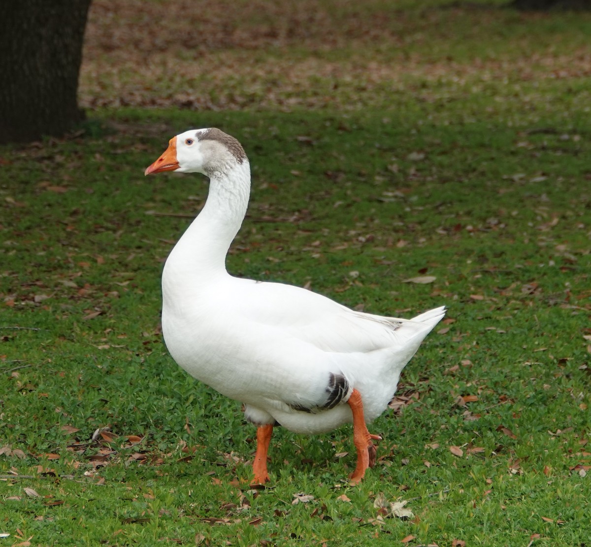 Domestic goose sp. (Domestic type) - Sylvia Afable