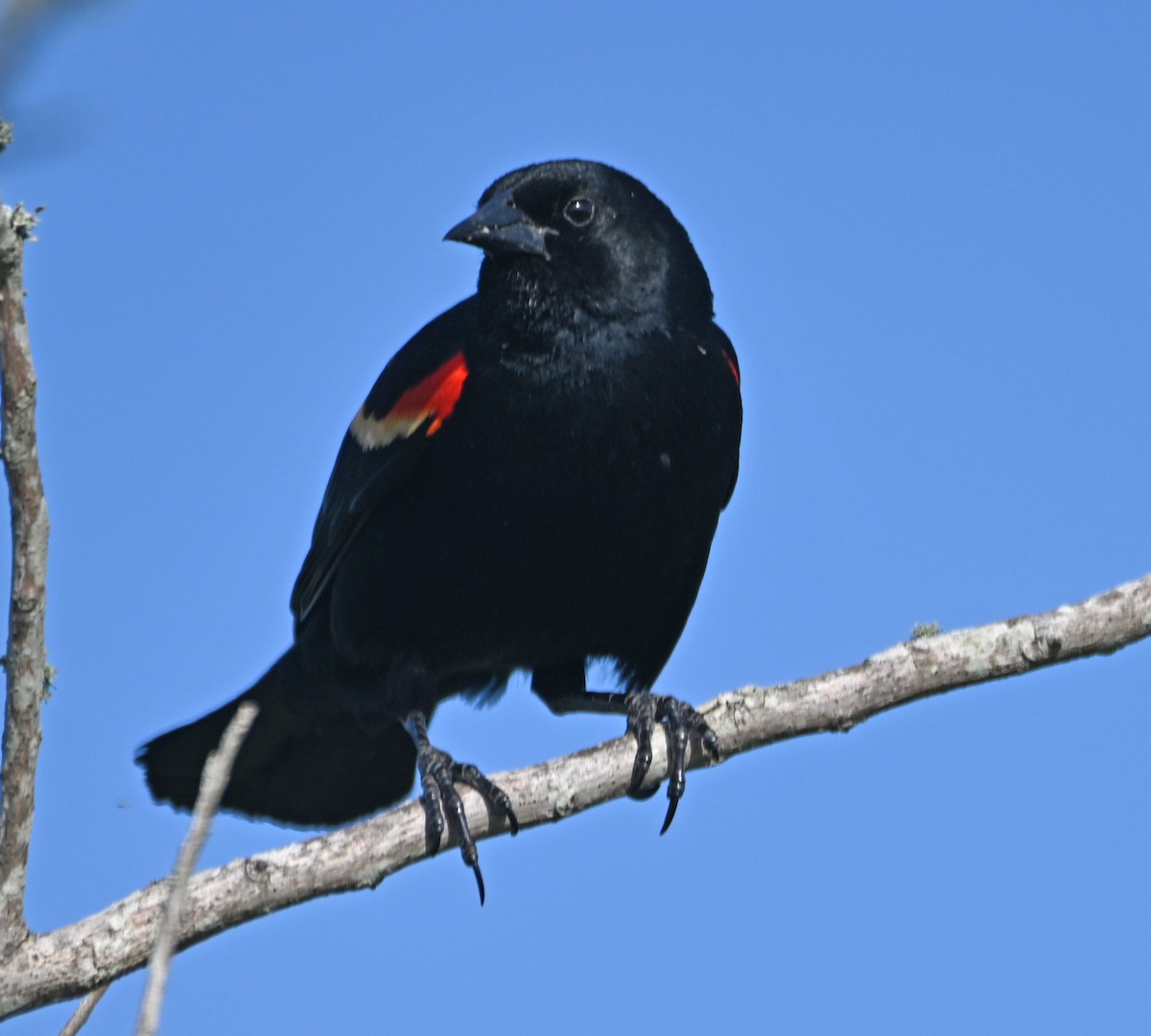 Red-winged Blackbird - Paula Gatrell
