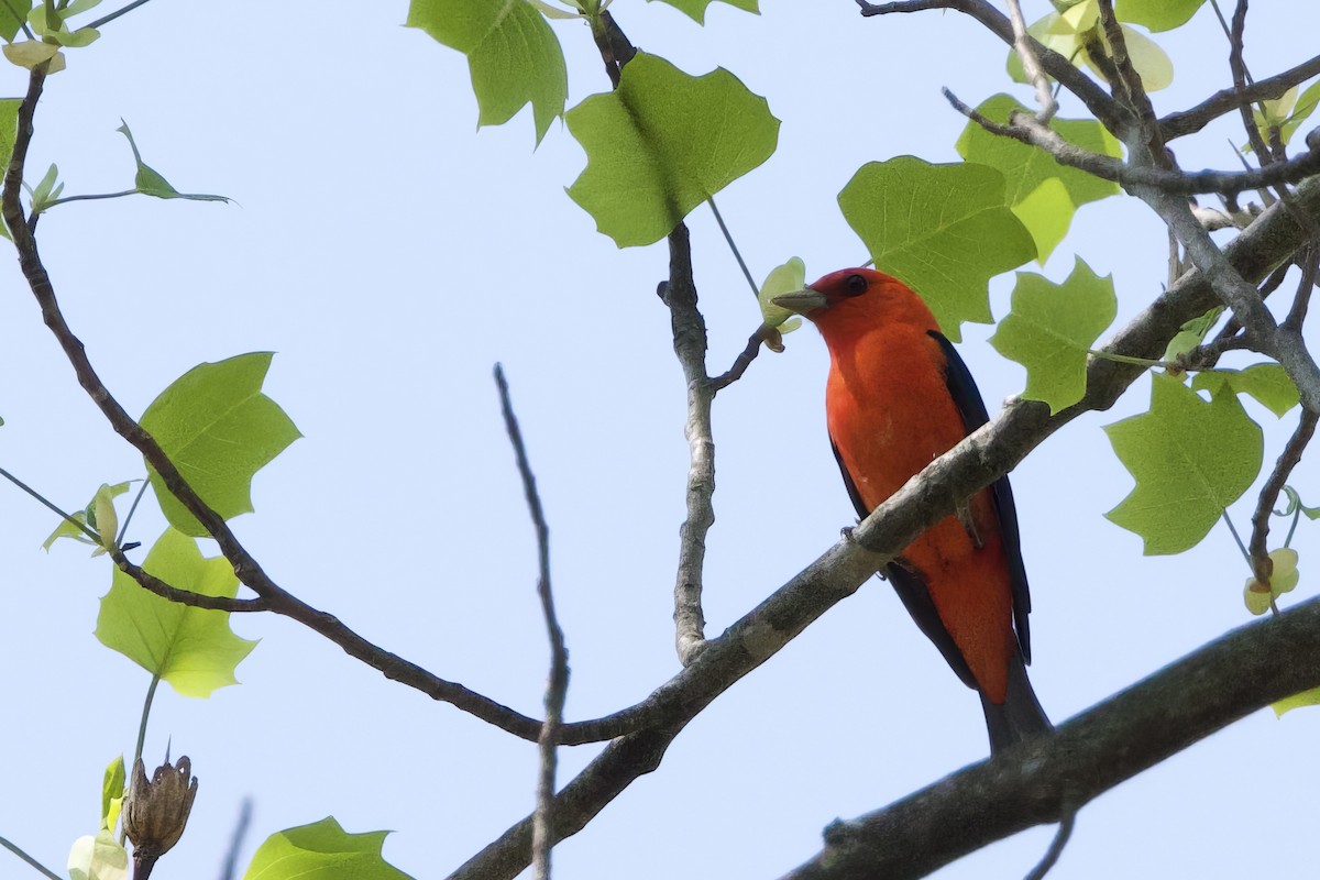 Scarlet Tanager - ML618099210
