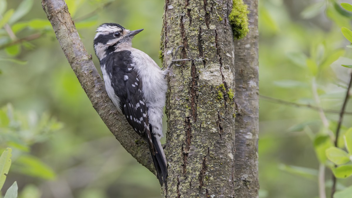 Downy Woodpecker (Pacific) - Eric Ellingson